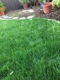 Check spelling or type a new query. Is This A Weed I Need To Kill Control Green Thumbs Rachio Community