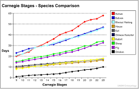 Carnegie Stage Comparison Embryology