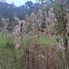 Image result for Diheteropogon amplectens