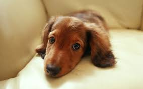 If you would like to expand your search outside of dachshund puppies listed in austin, texas, then perhaps you would be interested in the following. Free Download Miniature Dachshund Puppies Wallpapers Puppy Dachshund 19201200 No 1920x1200 For Your Desktop Mobile Tablet Explore 49 Mini Dachshund Wallpaper Dachshund Wallpaper Border Dachshund Wallpaper For Walls Cute Dachshund Wallpaper