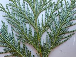 Image result for Cupressaceae