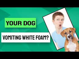 What Are The Reasons Why Your Dog Vomiting White Foam Youtube In 2020 Dog Throwing Up Dog Coughing Your Dog