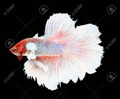 This particular fish here is a elephant ear copper plakat. Betta Fish Siamese Fighting Fish Betta Splendens Dumbo Halfmoon Stock Photo Picture And Royalty Free Image Image 47357821