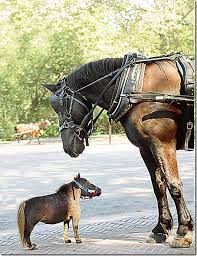 World S Smallest Horse Pony Kamen Lee