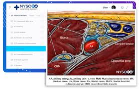 Image result for Axillary Nerve Block