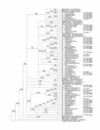 Image result for Swertia kilimandscharica