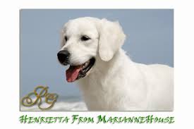 Sadie Is A Fully Trained Healthy English Cream Golden