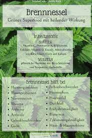 brennnessel grunes superfood mit heilender wirkung heilen brennnessel gesunde krauter