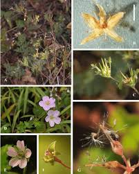 Image result for Geranium ocellatum