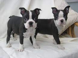 Boston Terrier Puppies Florida Craigslist Dog Boston Terrier Puppy Boston Terrier Boston Terrier Dog