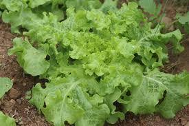 Image result for Lettuce Green 1977 Hussmann
