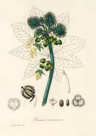 Araucária, mamão, tâmara, kiwi, erva mate. Planta De Oleo De Mamona Ricinus Communs Ilustracao De Medical Botany 1836 Foto Gratis