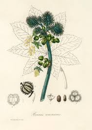 — essas plantas de rapina são tudo o que a terra dá; Planta De Oleo De Mamona Ricinus Communs Ilustracao De Medical Botany 1836 Foto Gratis