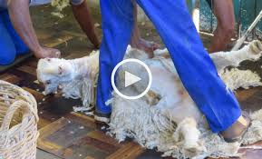 Last Week A Disturbing New Peta Asia Investigation Exposed The Mohair Industry For What It Really Is Horrifyingly Cruel Since Then Nume Peta Asia Brand Peta