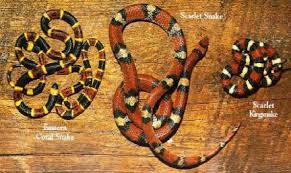 Black And Yellow Snake North Texas Eastern Coral Snake Florida Snakes Coral Snake Beautiful Snakes Snake
