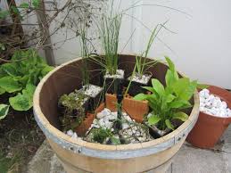 Miniteiche Garten Zinkwanne Google Suche Water Gardens Diy Container Water Gardens Fall Vegetables To Plant