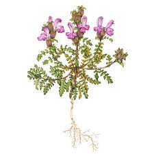 Image result for Plantaginaceae