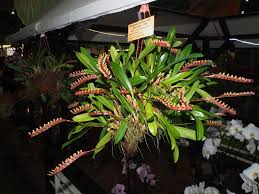 Image result for Bulbophyllum falcatum
