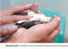 Burung derkuku termasuk dalam famili columbidae (jenis merpatian). Asal Usul Burung Perkutut Bangkok