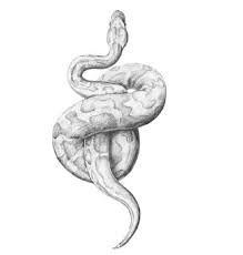 Tabitha Shafran Snake Drawing Snake Drawing Snake Sketch Snake Art