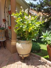 Image result for Vernonia gerberiformis