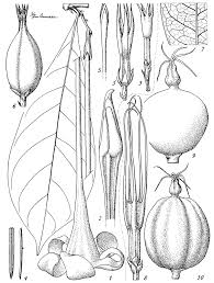 Image result for Rothmannia whitfieldii