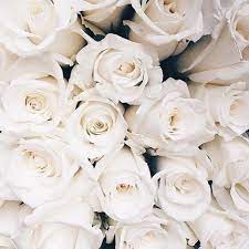 Find the best black and white rose wallpaper on getwallpapers. Pin By Caitlin Mullaly On Spring Flowers Photography Wallpaper Flowers Photography White Roses Background