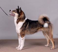 Image result for západosibiřská lajka