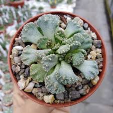 Image result for Xerophyta schlechteri
