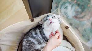 Is there any discernable redness? How To Treat Chin Acne In Cats