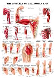 Arm muscle diagram interactions of skeletal muscles lifetime fitness and wellness. Anatomical Worldwide Po54e Muscles Of The Arm Laminated Anatomy Chart Amazon Com Industrial Scientific