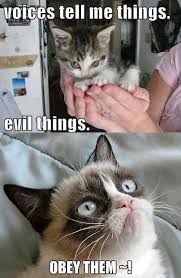 Cc0ba885d640802aa00fc8bca90169d6 Jpg 418 642 Pixels Funny Grumpy Cat Memes Evil Cat Grumpy Cat Humor
