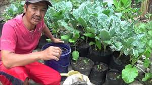 Rasanya yang segar dengan teksturnya yang kenyal banyak disukai orang. Cara Menyediakan Unsur Hara Yang Lengkap Dalam Berkebun Sayuran Organik Di Pekarangan Rumah Youtube