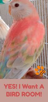 Birds You Can Have As Pets Bird Room Ideas Are Addictive You Have Been Warned Spiffy Pet Products Bird Pet Birds Pet Hacks
