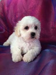 Check spelling or type a new query. Shih Tzu Bichon Puppies For Sale Shih Tzu Bichon Breeder In Iowa