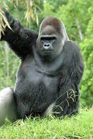 Pin By Charles Suddeth Author On Halloween Gorilla Animals Wild Animals Beautiful