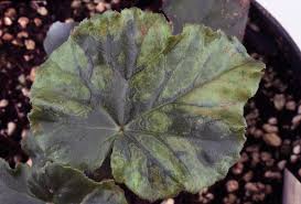 Browse our listings to find jobs in germany for expats, including jobs for english speakers or those in your native language. Begonia Impatiens Necrotic Spot Pacific Northwest Pest Management Handbooks