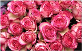 Flowers rose flower rose flower nature red roses love garden beautiful flowers beautiful baby petals pink roses bouquet romance summer birds. Red Rose Flower Bouquet Images Free Download