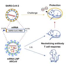 'there is a race to get the public vaccinated, so we are willing to take more risk.' A Thermostable Mrna Vaccine Against Covid 19 Sciencedirect