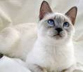 The Blue Point Siamese and Lilac Point Siamese