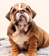 Find the perfect english bulldog puppy for sale in ohio, oh at puppyfind.com. English Bulldogs For Sale Ohio