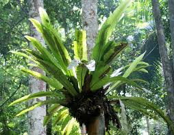 Asplenium australasicum, commonly known as the 'bird's nest fern', is native to australia's east coast from cape york in queensland down to the south coast of new south. Asplenium Variegated Pokok Paku Langsuir Berurat Daun Yang Cantik Blog Sihatimerahjambu
