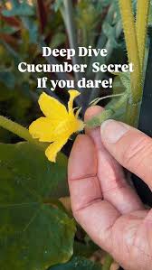 Image result for how to self pollinate cucumbers