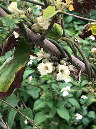 Image result for Lepistemon owariensis