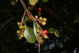 Image result for Scolopia zeyheri