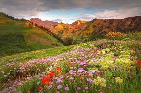 Order online tickets tickets see availability directions. Albion Summer Flowers Sunrise Photograph By Johnny Adolphson