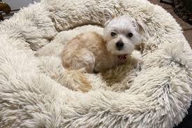 We did not find results for: This Dog Bed Has Over 41 000 Amazon Reviews Reader S Digest