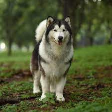 Anak anjing husky di indonesia berasal dari 2 sumber utama, dalam negeri dan diimpor dari thailand. Humble Spiker Is A Three Year Old Malamute Who Lives In Indonesia Writes Humblespiker Dogsofinstagram Tagforlikes F Malamute Animals Animals Of The World