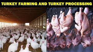 It has important amino acid good. Turkey Farming And Turkey Meat Processing Turkey Farm Turkey Processing Plant Turkey Raising Youtube