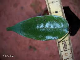 Image result for Trilepisium